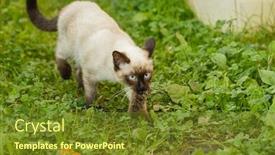  Presentation with first - Theme enhanced with caught-a-mouse-kitten background and a tawny brown colored foreground