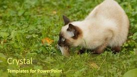  Presentation with first - Amazing PPT layouts having caught-a-mouse-kitten backdrop and a tawny brown colored foreground