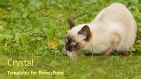  Presentation with first - Beautiful theme featuring caught-a-mouse-kitten backdrop and a tawny brown colored foreground