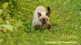  Presentation with first - PPT layouts with caught-a-mouse-kitten background and a tawny brown colored foreground