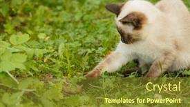  Presentation with first - Colorful slide deck enhanced with caught-a-mouse-kitten backdrop and a tawny brown colored foreground