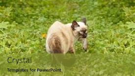  Presentation with first - Theme having caught-a-mouse-kitten background and a gold colored foreground