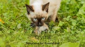  Presentation with first - PPT layouts enhanced with caught-a-mouse-kitten background and a gold colored foreground