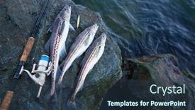  Presentation with sea fishing - PPT theme enhanced with caught-pollock-fish-and-fishing background and a tawny brown colored foreground