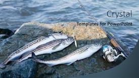  Presentation with fishing - Presentation design featuring caught-pollock-fish-and-fishing background and a light blue colored foreground