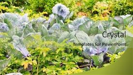  Presentation with cauliflower - Beautiful slides featuring cauliflower field - cabbages in the garden backdrop and a mint green colored foreground
