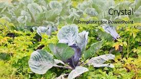  Presentation with cauliflower - Amazing theme having cauliflower field - cabbages in the garden backdrop and a yellow colored foreground