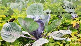  Presentation with cauliflower - Amazing slide set having cauliflower field - cabbages in the garden backdrop and a mint green colored foreground