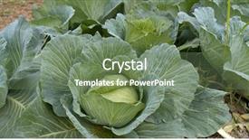  Presentation with cabbage - Amazing slide deck having cauliflower field - fresh cabbage in farm backdrop and a ocean colored foreground
