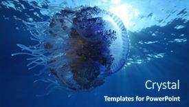  Presentation with jellyfish - Presentation featuring cauliflower-jellyfish-cephea-cephea background and a ocean colored foreground