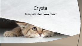  Presentation with curtain - Slides having cautious - funny cat looking background and a white colored foreground