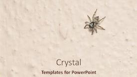  Presentation with spider - Theme having long legs arthropod - cautious jumping spider background and a lemonade colored foreground