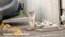  Presentation with cat - Colorful presentation theme enhanced with cautiously-stray-cat-family backdrop and a coral colored foreground