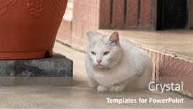  Presentation with city street - Cool new PPT theme with cautiously-stray-white-cat backdrop and a gray colored foreground