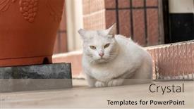  Presentation with city street - PPT theme enhanced with cautiously-stray-white-cat background and a coral colored foreground