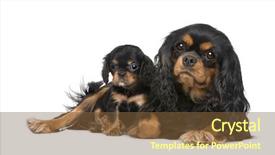  Presentation with king - Presentation enhanced with cavalier king charles mother and puppy in front of a white background background and a tawny brown colored foreground