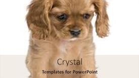  Presentation with king - Presentation featuring cavalier king charles puppy 7 weeks in front of a white background background and a coral colored foreground