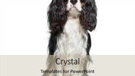  Presentation with critical thin king - Presentation theme having cavalier king charles spaniel 2 background and a mint green colored foreground