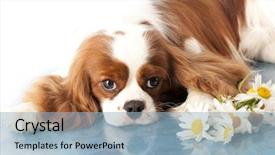  Presentation with king - PPT theme with cavalier king charles spaniel dog background and a light blue colored foreground