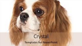  Presentation with king - Audience pleasing presentation theme consisting of cavalier king charles spaniel dog backdrop and a coral colored foreground