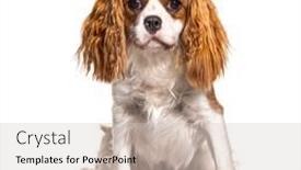  Presentation with king - Audience pleasing slide set consisting of cavalier-king-charles-spaniel-dog backdrop and a light gray colored foreground