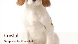  Presentation with king - PPT layouts having cavalier king charles spaniel female puppy sitting looking at viewer on white background background and a lemonade colored foreground