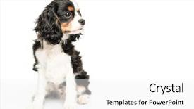  Presentation with king - PPT layouts with cavalier king charles spaniel isolated background and a white colored foreground
