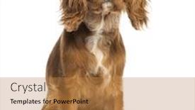 Presentation with king - Colorful PPT layouts enhanced with cavalier king charles spaniel puppy sitting facing 5 months old isolated on white backdrop and a gold colored foreground