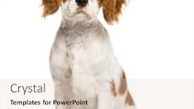  Presentation with puppy english cocker spaniel - Slides featuring cavalier-king-charles-spaniel-puppy background and a lemonade colored foreground