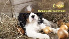  Presentation with king - PPT theme consisting of cavalier king charles spaniel puppy background and a violet colored foreground