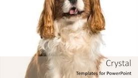  Presentation with king - Cool new PPT layouts with cavalier king charles spaniel sitting against white background backdrop and a lemonade colored foreground