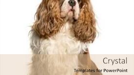  Presentation with king - PPT theme consisting of lupus - cavalier king charles spaniel sitting background and a lemonade colored foreground