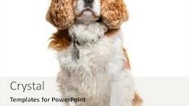  Presentation with medal - Presentation design featuring cavalier-king-charles-spaniel-wearing background and a soft green colored foreground