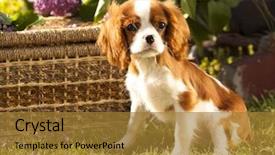  Presentation with king - Beautiful PPT layouts featuring cavalier king charles spaniel backdrop and a gold colored foreground