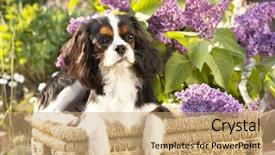  Presentation with king - PPT theme with cavalier king charles spaniel and flowers lilac background and a coral colored foreground