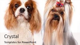  Presentation with king - Cool new presentation with cavalier king charles spaniel and yorkshire errier backdrop and a lemonade colored foreground