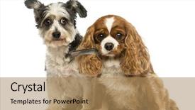  Presentation with feather - Amazing PPT theme having cavalier king charles spaniel backdrop and a coral colored foreground