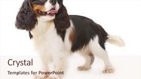  Presentation with king - Presentation theme featuring cavellier - cavalier king charles spaniel background and a lemonade colored foreground