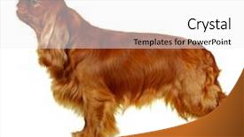  Presentation with king - Beautiful PPT layouts featuring  backdrop and a  colored foreground.