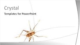  Presentation with cave - PPT layouts enhanced with cave-crickets-rhaphidophoridae-specie-isolated background and a white colored foreground