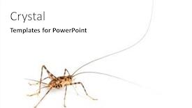  Presentation with cave - Theme featuring cave-crickets-rhaphidophoridae-specie-isolated background and a white colored foreground