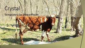  Presentation with county cork - Amazing PPT theme having caw grazing in county backdrop and a soft green colored foreground