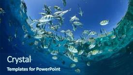  Presentation with fish ocean - Presentation design featuring cayman - fish in ocean scissortail sergeant background and a ocean colored foreground