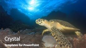  Presentation with sea coral - Slide set consisting of cayman - hawksbill sea turtle feeding background and a dark gray colored foreground