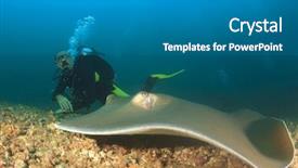  Presentation with scuba diving - Colorful PPT theme enhanced with cayman - stingray and scuba diver backdrop and a gray colored foreground