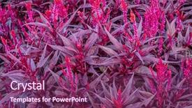  Presentation with dragon - PPT theme consisting of ccelosia - background of bright red celosia background and a  colored foreground