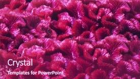  Presentation with flowers - Theme enhanced with ccelosia - background of flowers celosia background and a violet colored foreground
