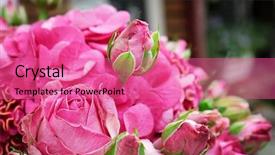  Presentation with blurred flowers - PPT layouts enhanced with ccelosia - beautiful bouquet of blooming flowers background and a coral colored foreground