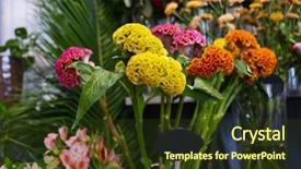  Presentation with blurred flowers - Colorful theme enhanced with ccelosia - beautiful cockscomb flowers on blurred backdrop and a  colored foreground