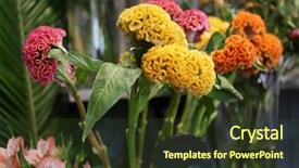  Presentation with blurred flowers - Slide deck with ccelosia - beautiful cockscomb flowers on blurred background and a  colored foreground